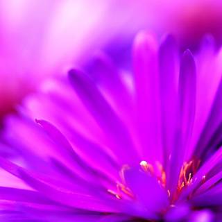 Cute purple wallpaper