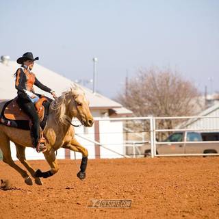 Equestrian wallpaper