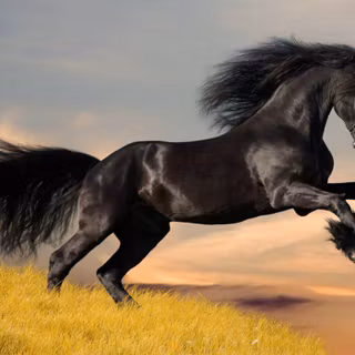 Desktop backgrounds horses