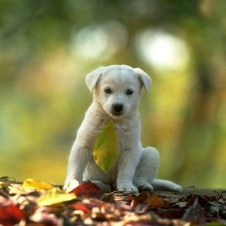 Free wallpaper of animals