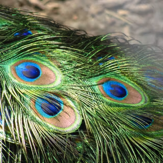 Wallpapers of peacock feathers HD 2015