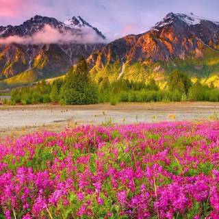 Wild flowers wallpaper