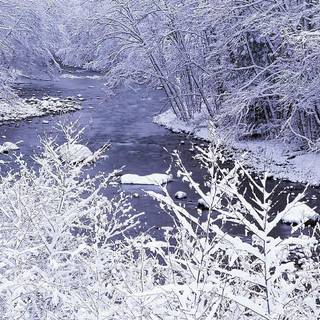 Winter background scenes