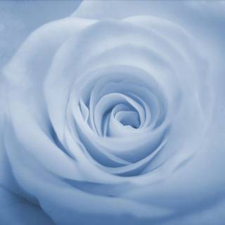 Blue rose background