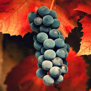 Grapes wallpaper