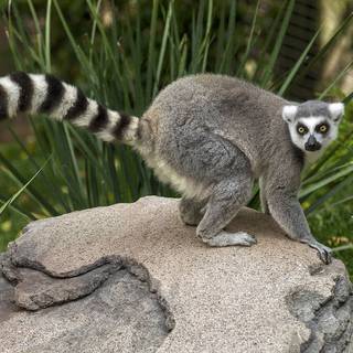 Lemur wallpaper