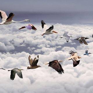 Animal Planet wallpaper