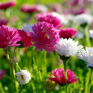 HD flowers wallpaper