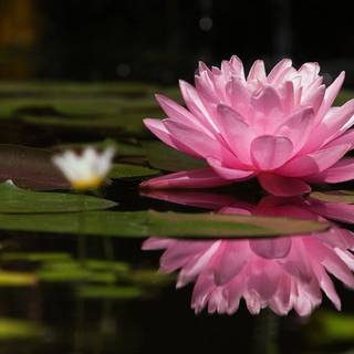 Water lilies wallpaper