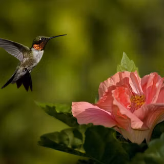 Free hummingbird wallpaper