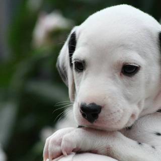 Dalmatian puppy pictures