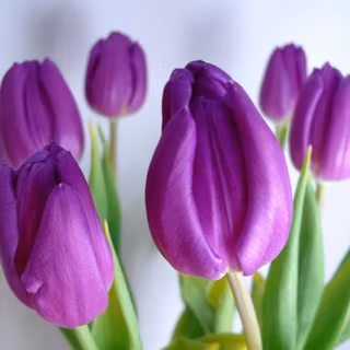 Flower wallpaper for computer desktop