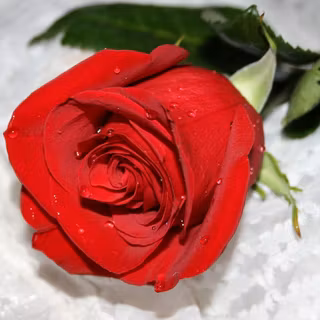 Pictures of beautiful flowers wallpaper