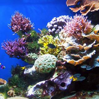 Coral reef wallpaper