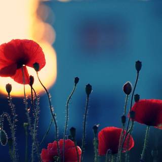 Poppy flower wallpaper