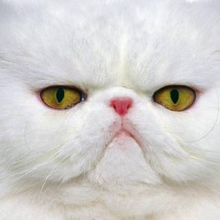 Wallpaper pictures of animals