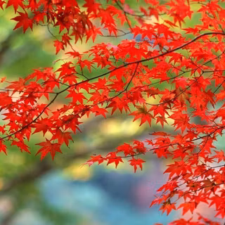 Fall leaves wallpaper free