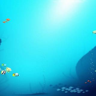 Tropical fish backgrounds