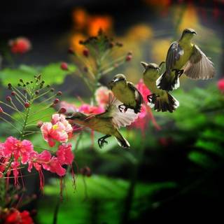 Hummingbird wallpaper