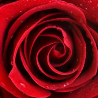 Red rose background