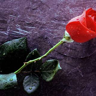 Wallpaper flower rose