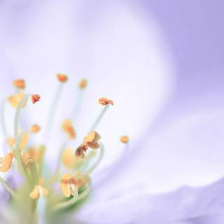 White flower wallpaper