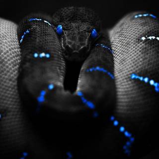 Cool snake wallpaper