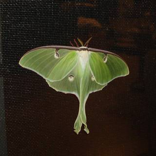 Lightning bugs pictures