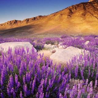 Wildflowers wallpaper