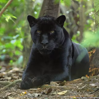 Black panther wallpaper