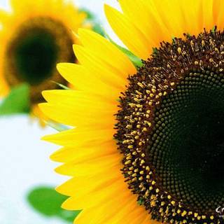 Bible verses wallpaper