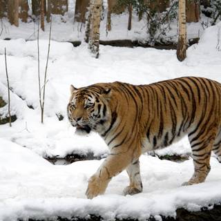 Siberian tiger wallpaper