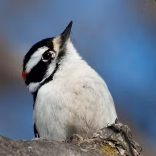 Woodpecker wallpaper
