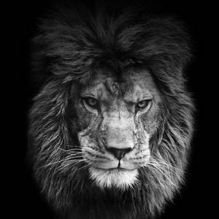 Lion face wallpaper