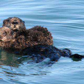 Sea otter wallpaper