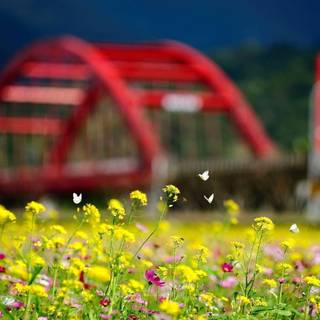 Summer flowers wallpaper