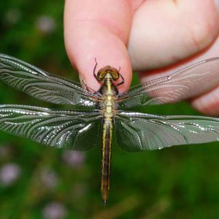 Dragonfly picture