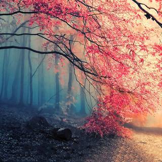 Autumn forest wallpaper