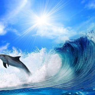 Cute dolphin wallpaper