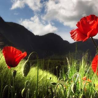HD spring wallpaper