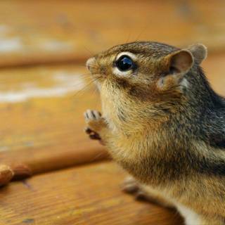 Chipmunk wallpaper
