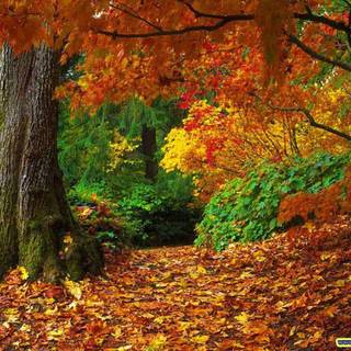Desktop backgrounds for fall