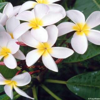 Hawaiian flower wallpaper