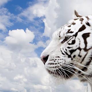 Wallpaper white tiger