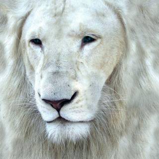 White lions wallpaper