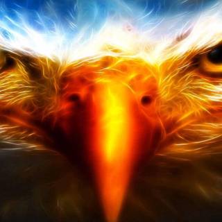 Cool eagle pictures