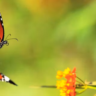 Butterfly computer wallpaper