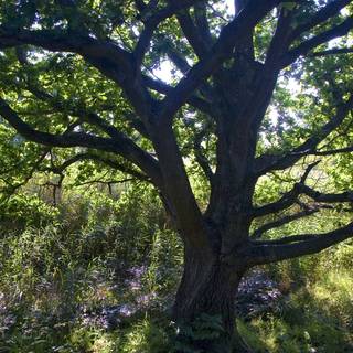 Desktop backgrounds trees