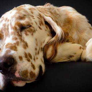 Great Dane wallpaper