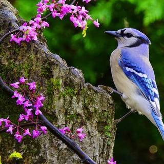Blue jay wallpaper